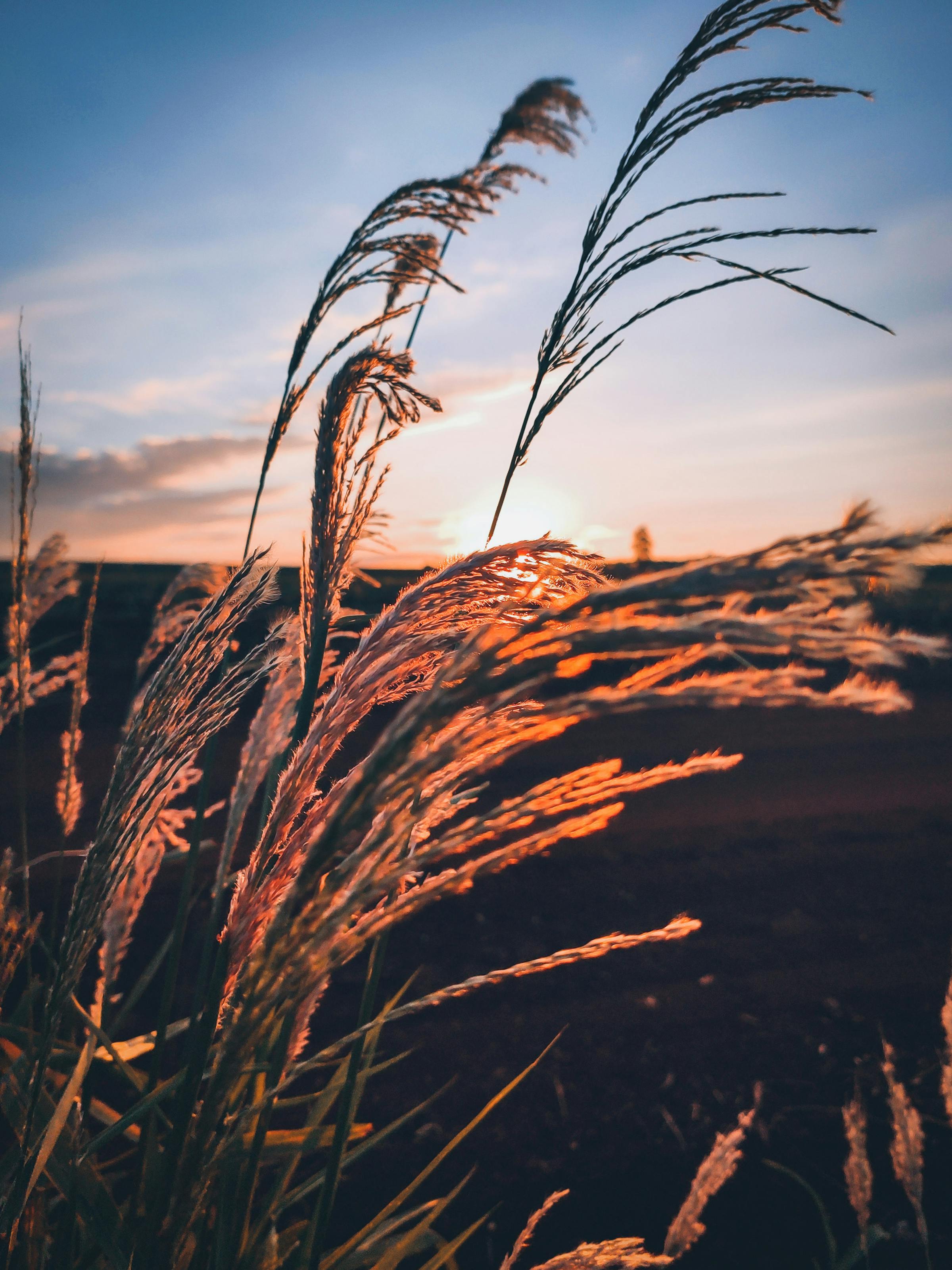 Open American grassland at golden hour
